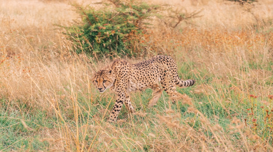 7 days budget camping safari